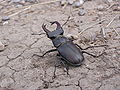 * Nomination Lucanus cervus --Butko 18:48, 18 October 2009 (UTC) * Promotion Good in spite of some noise and borderline DOF. --Johannes Robalotoff 21:06, 18 October 2009 (UTC)