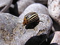 * Nomination Leptinotarsa decemlineata --Butko 18:48, 18 October 2009 (UTC) * Decline A dark shadow, a small main subject, questionable composition, the sun reflections on the beetle back. - Darius Baužys 19:37, 21 October 2009 (UTC)