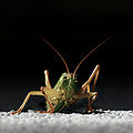 * Nomination *Grasshopper on the wall --Multimotyl 23:16, 12 October 2009 (UTC)  Comment A little too narrow DOF, can be seen in the background noise, sharpness. - Darius Bauzys 06:16, 13 October 2009 (UTC) * Decline Details are not sharp enough and the depth of field is a bit narrow. --Estrilda 10:09, 13 October 2009 (UTC)