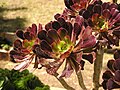 * Nomination Aeonium arboreum --Butko 09:29, 21 October 2009 (UTC) * Promotion QI for me -- George Chernilevsky 10:11, 21 October 2009 (UTC)