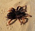 * Nomination Mexican fireleg tarantula Brachypelma boehmei --George Chernilevsky 18:48, 1 October 2009 (UTC) * Promotion good.--Mbz1 19:27, 1 October 2009 (UTC)