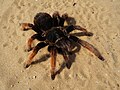 * Nomination Mexican fireleg tarantula Brachypelma boehmei --George Chernilevsky 18:48, 1 October 2009 (UTC) * Promotion This one facing us is the best composed of the three IMO. --99of9 02:43, 6 October 2009 (UTC)