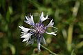 * Nomination Centaurea cyanus var. alba --Christian Ries 15:57, 25 October 2009 (UTC) * Decline Low DOF, white flowers unsharp, annoying shadow in one side. Leonardorejorge 11:48, 26 October 2009 (UTC)