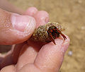 * Nomination Tiny hermit crab Clibanarius erythropus --George Chernilevsky 21:39, 25 October 2009 (UTC) * Promotion I like this one --Berthold Werner 18:18, 26 October 2009 (UTC)