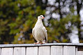 * Nomination White columba livia --Rave 19:28, 24 October 2009 (UTC) * Promotion Good --Korall 19:42, 24 October 2009 (UTC)