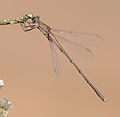 * Nomination Chalcolestes viridis --ComputerHotline 17:55, 9 October 2009 (UTC) * Promotion Good. Would benefit from cloning away the structures at the left bottom.--Cayambe 08:39, 11 October 2009 (UTC)