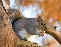 * Nomination Eastern Grey squirrel, by User:Diliff. —Maedin 15:28, 9 October 2009 (UTC) * Promotion good composition, fine structures --Mbdortmund 17:37, 9 October 2009 (UTC)