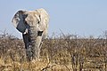 * Nomination Elefant in Etosha National Park --Ikiwaner 19:34, 19 October 2009 (UTC) * Promotion  SupportGreat! Yann 21:34, 19 October 2009 (UTC)