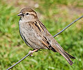 * Nomination House sparrow, by User:Diliff. —Maedin 06:34, 7 October 2009 (UTC) * Promotion Excellent! -- George Chernilevsky 09:20, 7 October 2009 (UTC)