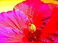 * Nomination Posterized image of a hibiscus. --Ksd5 * Decline  Oppose Sorry, there are no special guidelines for the assessment of what one might consider as artwork, and by common QI standards this is clearly not QI. -- H005 23:12, 19 October 2009 (UTC)