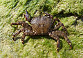 * Nomination Marbled rock crab Pachygrapsus marmoratus -- George Chernilevsky 06:30, 2 October 2009 (UTC) * Promotion Gorgeous. --99of9 07:31, 2 October 2009 (UTC)