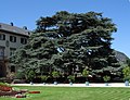 * Nomination Lebanon cedar in front of Bad Homburg castle, Germany. --Johannes Robalotoff 11:21, 11 October 2009 (UTC) * Promotion Nice clean, clear image -Herbythyme 14:34, 11 October 2009 (UTC)