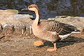 * Nomination Swan Goose (Anser cygnoides) --UrLunkwill 13:51, 1 October 2009 (UTC) * Promotion Good - Darius Bauzys 09:59, 3 October 2009 (UTC)