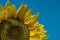 * Nomination Close-up of a sunflower with ladybug (Coccinella septempunctata) on it --Tfioreze 09:51, 9 October 2009 (UTC) * Promotion QI for me - Darius Baužys 09:32, 17 October 2009 (UTC)