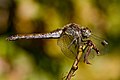 * Nomination Femal Sympetrum striolatum --Loz 10:30, 15 October 2009 (UTC) * Promotion Great work! Multimotyl 11:34, 15 October 2009 (UTC)