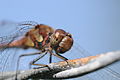 * Nomination Sympetrum striolatum --ComputerHotline 16:54, 25 September 2009 (UTC) * Decline  Neutral Generally good, but not enough sharpness. Darius Bauzys 10:52, 26 September 2009 (UTC)  Oppose Sorry, but the DOF (Depth Of Field, Profondeur de champ) is simply too low for QI --NormanB 19:41, 29 September 2009 (UTC)