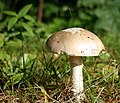 * Nomination Toadstool in New Hampshire. --99of9 09:19, 8 October 2009 (UTC) * Withdrawn  Comment Full ID need and bit overexplosed (not so bad). Try -1/3EV in a very solar days -- George Chernilevsky 09:35, 8 October 2009 (UTC) Comment I can tell it's Agaricus, but I'm no taxonomist to go beyond that, so I withdraw the nomination. --99of9 10:32, 8 October 2009 (UTC)