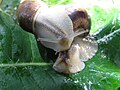 * Nomination Helix pomatia--Butko 20:21, 17 October 2009 (UTC) * Decline  Oppose This image is quite bad due of high contrast between ovexposed part and the main part of the image is in the dark. --Snek01 15:20, 18 October 2009 (UTC)  Oppose Strong overexposure on the main subject. --Johannes Robalotoff 16:40, 18 October 2009 (UTC)