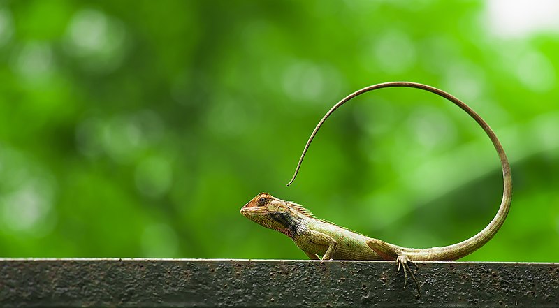 File:Oriental Lizard.jpg