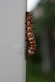 * Nomination: Agraulis vanillae caterpillar just before pupating. The white spots are liquid filled regions that will eventually break the skin so that it falls of. Re-nomination because noone reviewed it tha last time i nominated.--Korall 10:40, 9 October 2009 (UTC)  Comment A little too dark, noisy background, controversial framing, clarity. - Darius Baužys 06:16, 12 October 2009 (UTC) * * Review needed