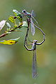 * Nomination Chalcolestes viridis, mating wheel --Loz 10:30, 15 October 2009 (UTC) * Promotion Great work! Multimotyl 11:34, 15 October 2009 (UTC)