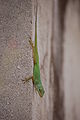 * Nomination Green lizard in Guadeloupe --KoS 16:45, 10 October 2009 (UTC) * Decline Insufficient DOF. --Johannes Robalotoff 18:35, 10 October 2009 (UTC)