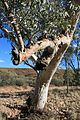 * Nomination River Red Gum in central Australia. --99of9 00:28, 2 October 2009 (UTC) * Promotion  Question The tree itself looks great, but there's a lot of CA in the stones. Any chance to fix that? -- H005 19:45, 2 October 2009 (UTC) Well spotted, I hadn't noticed that, I will have a go this weekend. --99of9 05:58, 3 October 2009 (UTC) Ok, I think the blue rocks are gone, but there were a lot to go through. See what you think. --99of9 13:20, 4 October 2009 (UTC) Thanks for the effort, but frankly, I can't see much of a difference. I've made an image annotation to point you to a very visible example. Do you have the image in RAW format? Then I could try to fix it if you want. -- H005 08:36, 5 October 2009 (UTC) Thanks for your patience! I must have uploaded an incomplete version before. I've uploaded again. --99of9 00:55, 6 October 2009 (UTC) Thanks, good enough for me now. -- H005 05:26, 6 October 2009 (UTC)