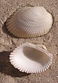 * Nomination: Scapharca inaequivalvis shell --Butko 08:39, 18 October 2009 (UTC) * * Review needed