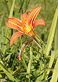 * Nomination Hemerocallis fulva. --kallerna 16:55, 29 September 2009 (UTC) * Promotion A bit spotty second plan (imho). - Darius Bauzys 17:03, 29 September 2009 (UTC)