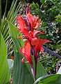 * Nomination Canna indica (in my garden) --Berthold Werner 13:03, 11 October 2009 (UTC) * Promotion Very nice shot. --Cayambe 15:46, 11 October 2009 (UTC)