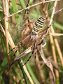 * Nomination The Wasp spider by User:Butko nominated by --George Chernilevsky 10:47, 14 October 2009 (UTC) * Decline Messy, bad light Multimotyl 19:57, 14 October 2009 (UTC)  Comment I don't think that light is a problem here. The reasons why I did not want to promote this one are: Overexposed regions, noise, borderline DOF. None of these is very bad, but all together they make me feel unhappy. --Johannes Robalotoff 21:25, 14 October 2009 (UTC)