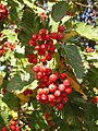 * Nomination Sorbus mougeotii --Butko 11:04, 24 October 2009 (UTC) * Promotion Good -- H005 12:47, 25 October 2009 (UTC)