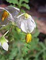 * Nomination: Close-up of Solanum sisymbriifolium flower. --Leonardorejorge 00:33, 18 October 2009 (UTC)~ * * Review needed